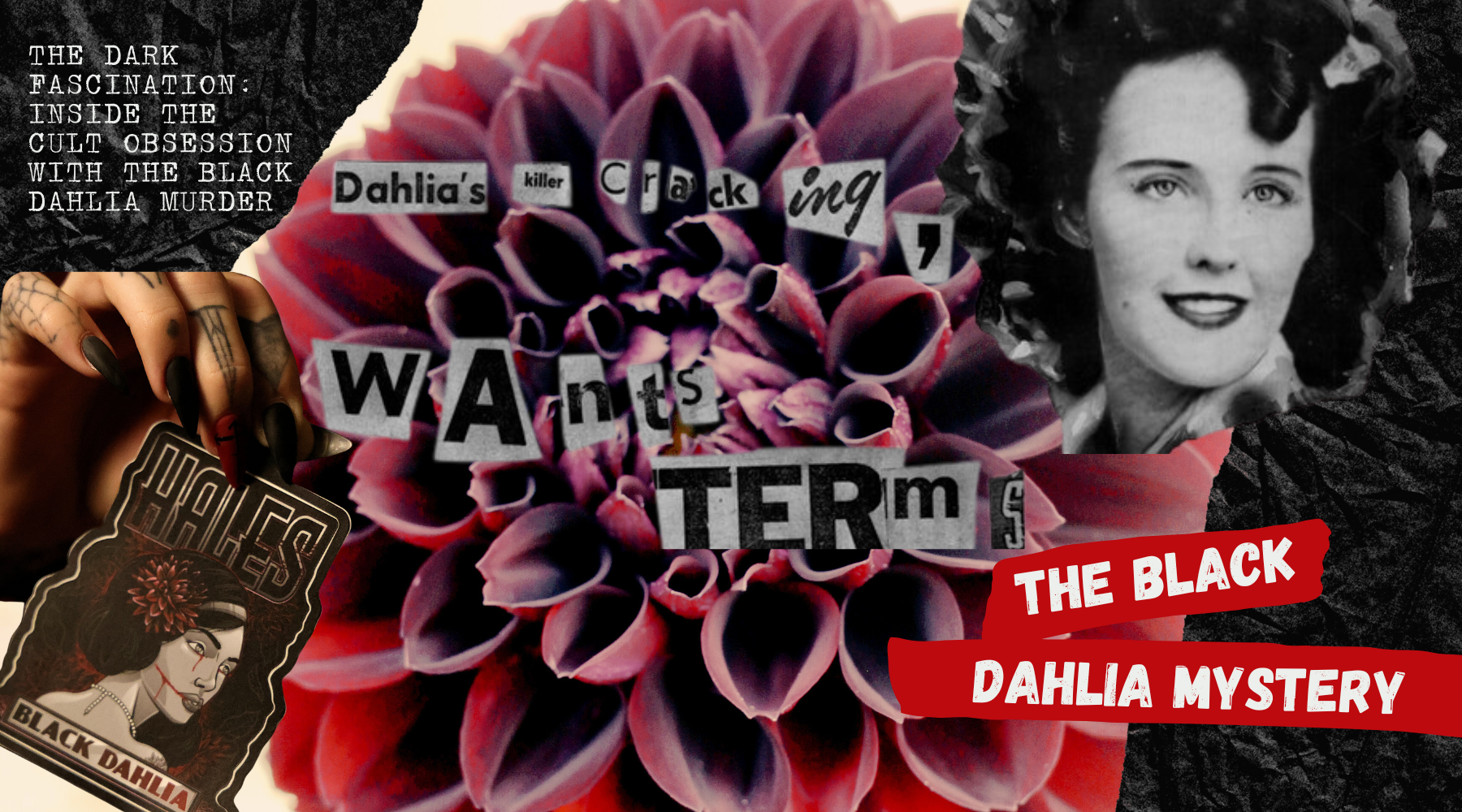 Black Dahlia Image featuring a black dahlia flower on a dark background.